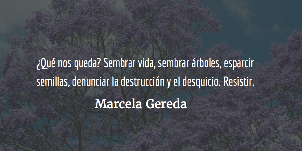 Destrucción de jacarandas; espejo de una sociedad. Marcela Gereda.
